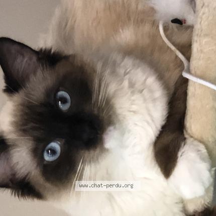 Photo de chat perdu à La Grande Motte