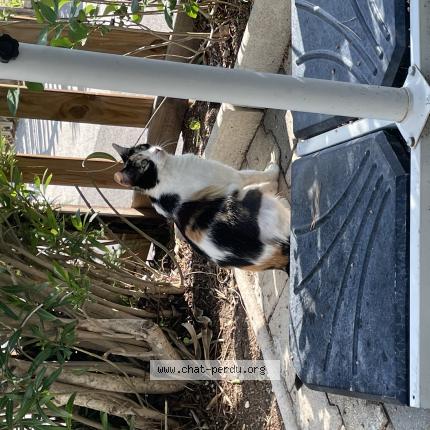 Photo de chat perdu à Pierrefeu