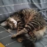 Photo de chat perdu à Mehun Sur Yevre