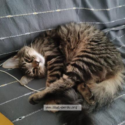 Photo 1/1 Chat retrouvé Perdu à Mehun Sur Yevre