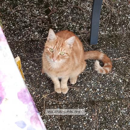 Photo 2/2 Chat retrouvé Trouvé à Wintzenheim