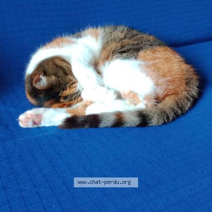 Photo de chat perdu à Orvault