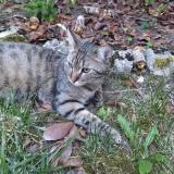 Photo de chat perdu à Izernore