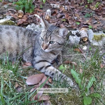 Photo 1/1 Chat retrouvé Perdu à Izernore