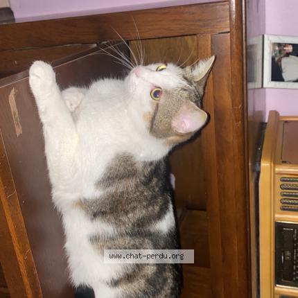 Photo 1/1 Elso Chat perdu à Periers