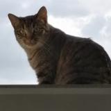 Photo de chat perdu à Le Grand Saconnex