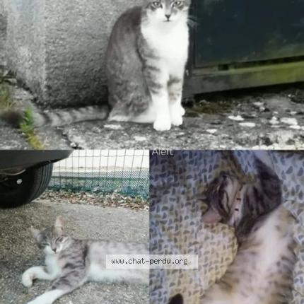 Photo 1/1 Chat retrouvé Perdu à Bray Sur Seine
