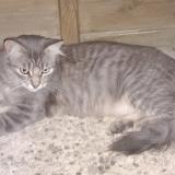 Photo de chat perdu à Bourg En Bresse