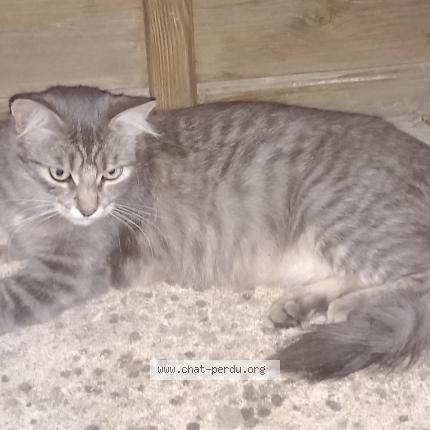 Photo 1/1 Chat retrouvé Perdu à Bourg en bresse