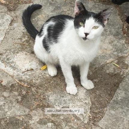 Photo 1/1 ELINA Chat perdu à Greasque