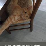 Photo de chat perdu à Poitiers