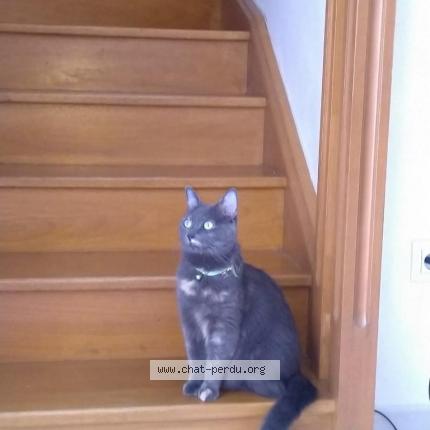 Photo 1/1 Chat retrouvé Perdu à Auvers Sur Oise