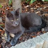 Photo de chat perdu à Gargenville