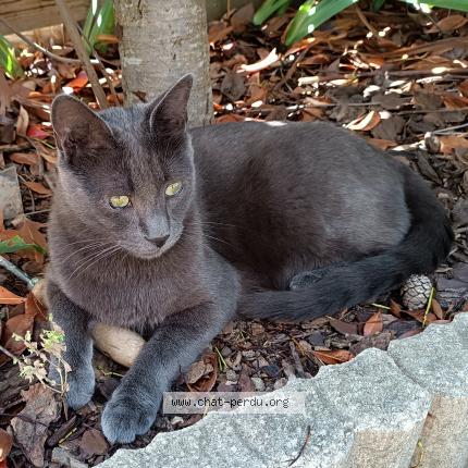 Photo 1/1 Chat retrouvé Perdu à Gargenville
