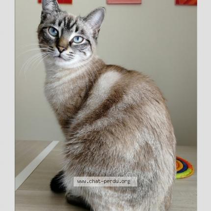 Photo de chat perdu à Montauban