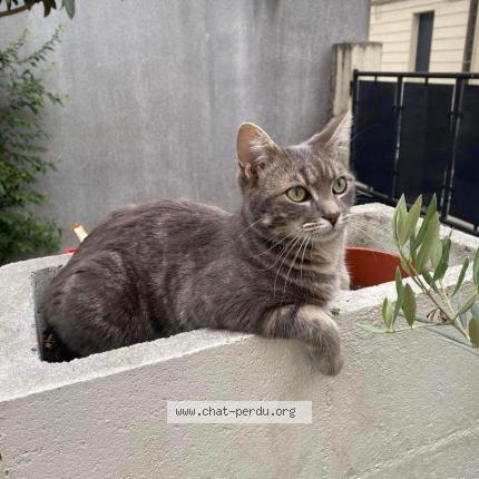 Photo 1/1 Chat retrouvé Perdu à Merignac