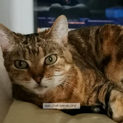 Photo 1/1 Chat retrouvé Perdu à Bordeaux