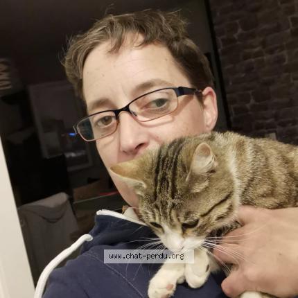 Photo 2/3 Chat retrouvé Perdu à Les Voivres