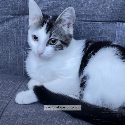 Photo de chat perdu à Toulouse