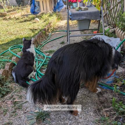Photo 1/1 Chat retrouvé Perdu à Le peage de roussillon