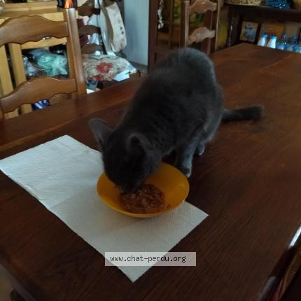 Photo 1/1 Chat retrouvé Perdu à Gaillac