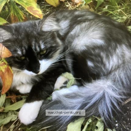Photo 1/1 Chat retrouvé Perdu à Champigny En Rochereau
