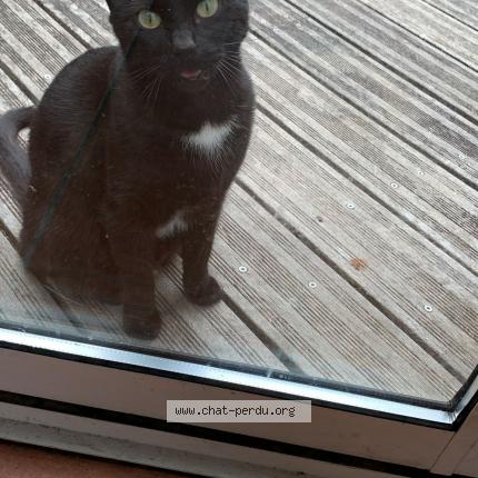 Photo 1/1 Chat retrouvé Perdu à Colomiers
