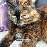 Photo de chat perdu à Vitry Sur Seine