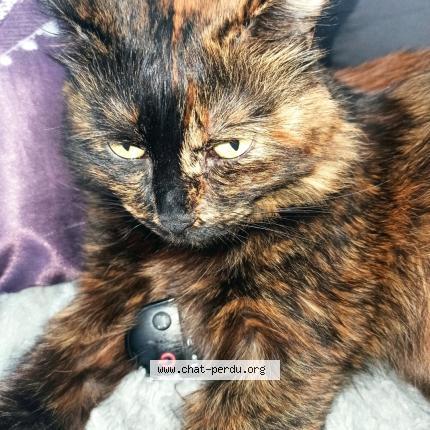 Photo 1/1 Chat retrouvé Perdu à Vitry Sur Seine