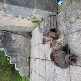 Photo de chat perdu à Gesnes Le Gandelin