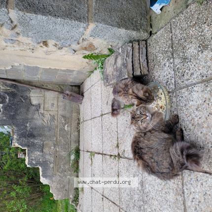 Photo 1/1 Chat retrouvé Perdu à Gesnes le gandelin