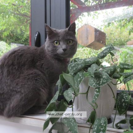 Photo 1/1 Chat retrouvé Perdu à Ploumilliau