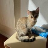 Photo de chat perdu à Geneve