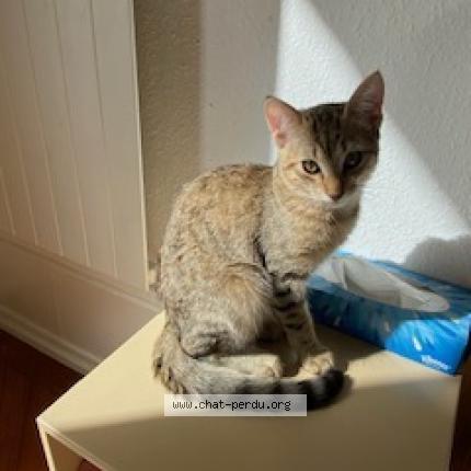 Photo 1/1 Chat retrouvé Perdu à Geneve