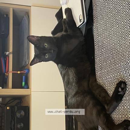 Photo de chat perdu à Toulouse