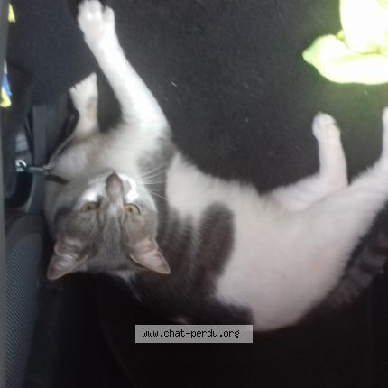 Photo de chat perdu à Longeville Sur Mer