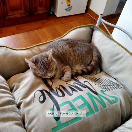 Photo de chat trouvé à Le Val D Hazey
