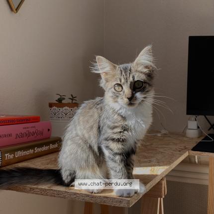 Photo 1/1 Chat retrouvé Perdu à Cesson Sevigne