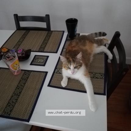 Photo 1/1 Chat retrouvé Perdu à Reims
