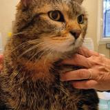 Photo de chat trouvé à Saint Cyr L Ecole