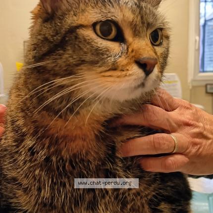 Photo 1/1 Chat retrouvé Trouvé à Saint cyr l ecole