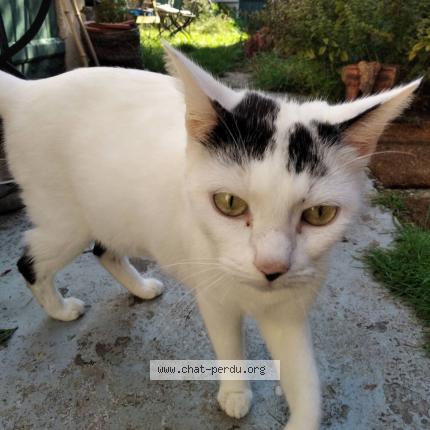 Photo 1/1 Chat retrouvé Perdu à Jargeau