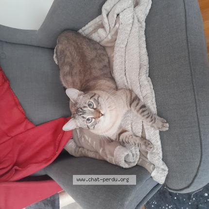 Photo 1/1 Chat retrouvé Perdu à Laval