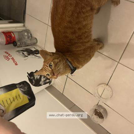 Photo de chat perdu à Tours