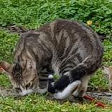 Photo de chat perdu à Saint Mars D Outille