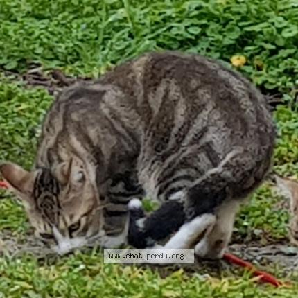 Photo 1/1 Chat retrouvé Perdu à Saint mars d outille