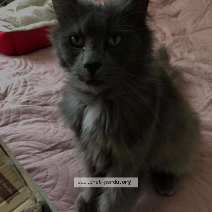 Photo de chat perdu à Maisons Alfort