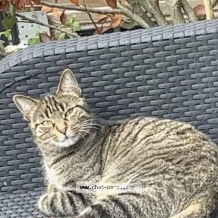 Photo 1/1 Chat retrouvé Perdu à Cergy