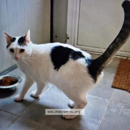 Photo de chat perdu à Val De Reuil