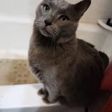 Photo de chat perdu à Chicago Ridge